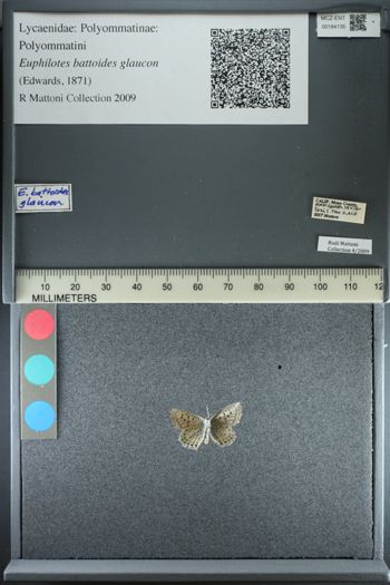 Media type: image;   Entomology 184135